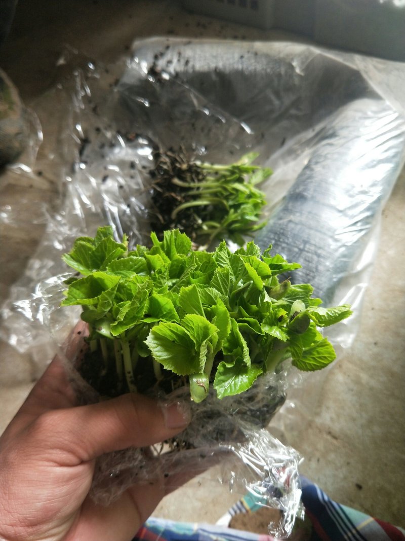 青龙苦瓜苗，绿苦瓜苗大棚种植培育品质保障量大从优欢迎