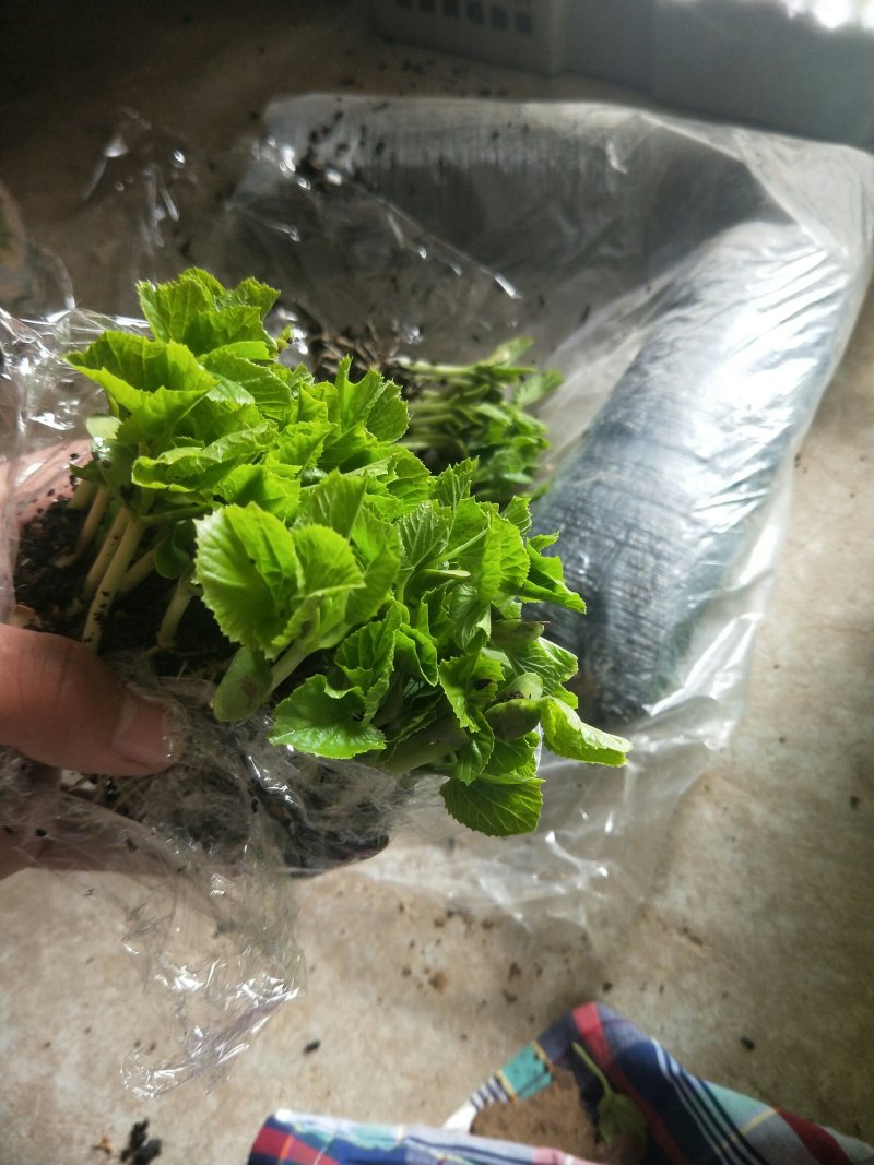 青龙苦瓜苗，绿苦瓜苗大棚种植培育品质保障量大从优欢迎