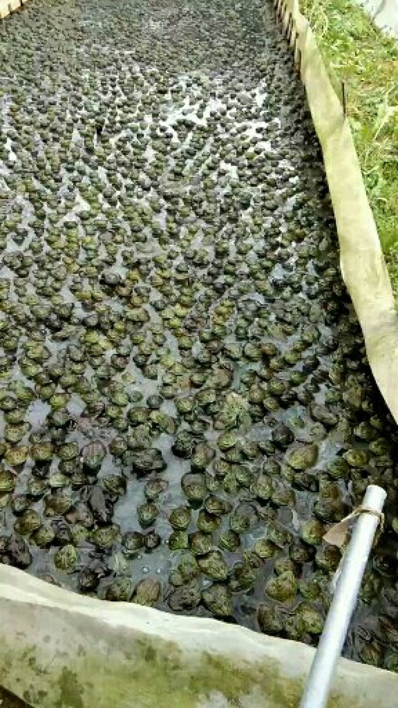 活畜自家养殖牛蛙批发