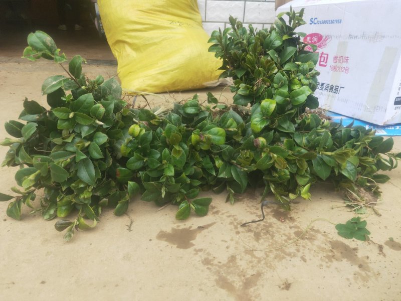 茶花苗茶花树苗红露珍爱茶花苗