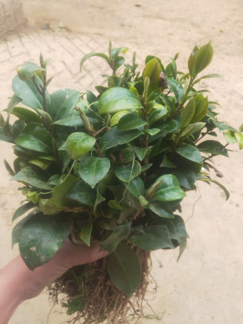 茶花苗茶花树苗红露珍爱茶花苗