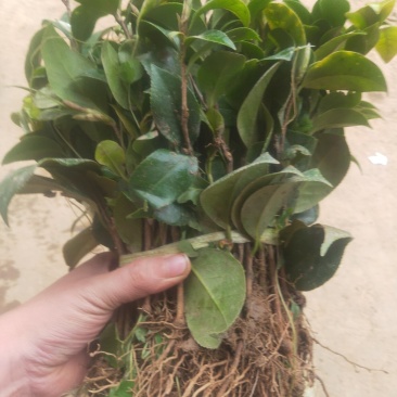 茶花苗茶花树苗红露珍爱茶花苗