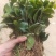 茶花苗茶花树苗红露珍爱茶花苗