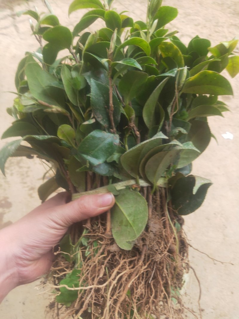 茶花苗茶花树苗红露珍爱茶花苗