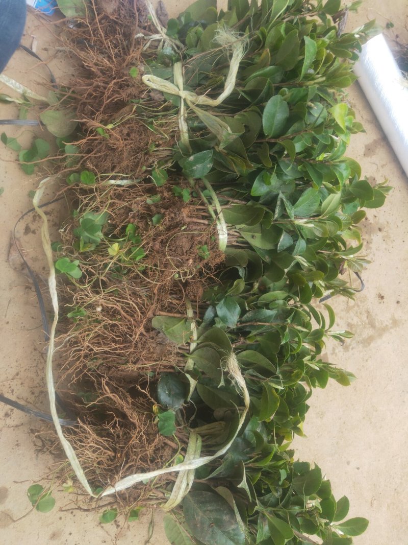 茶花苗茶花树苗红露珍爱茶花苗