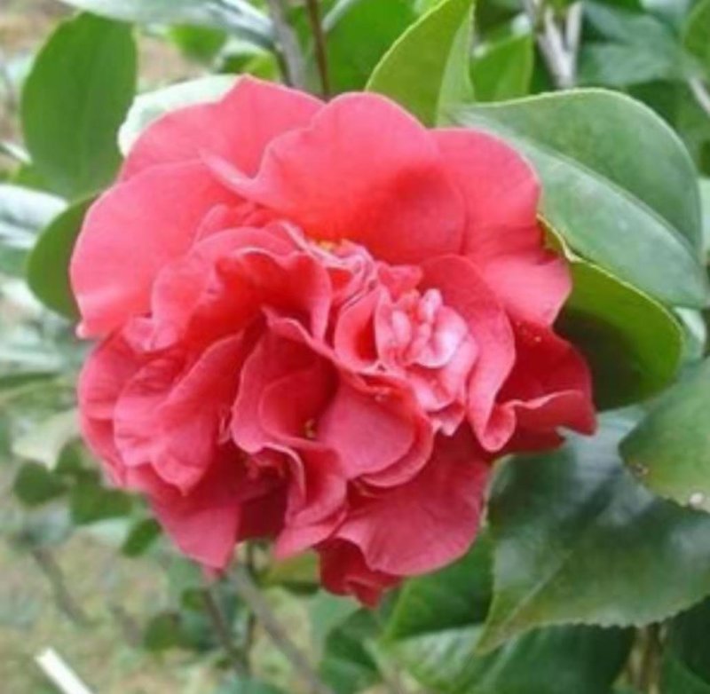 茶花苗茶花树苗红露珍爱茶花苗