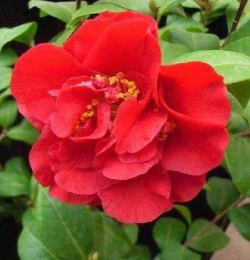 茶花苗茶花树苗红露珍爱茶花苗