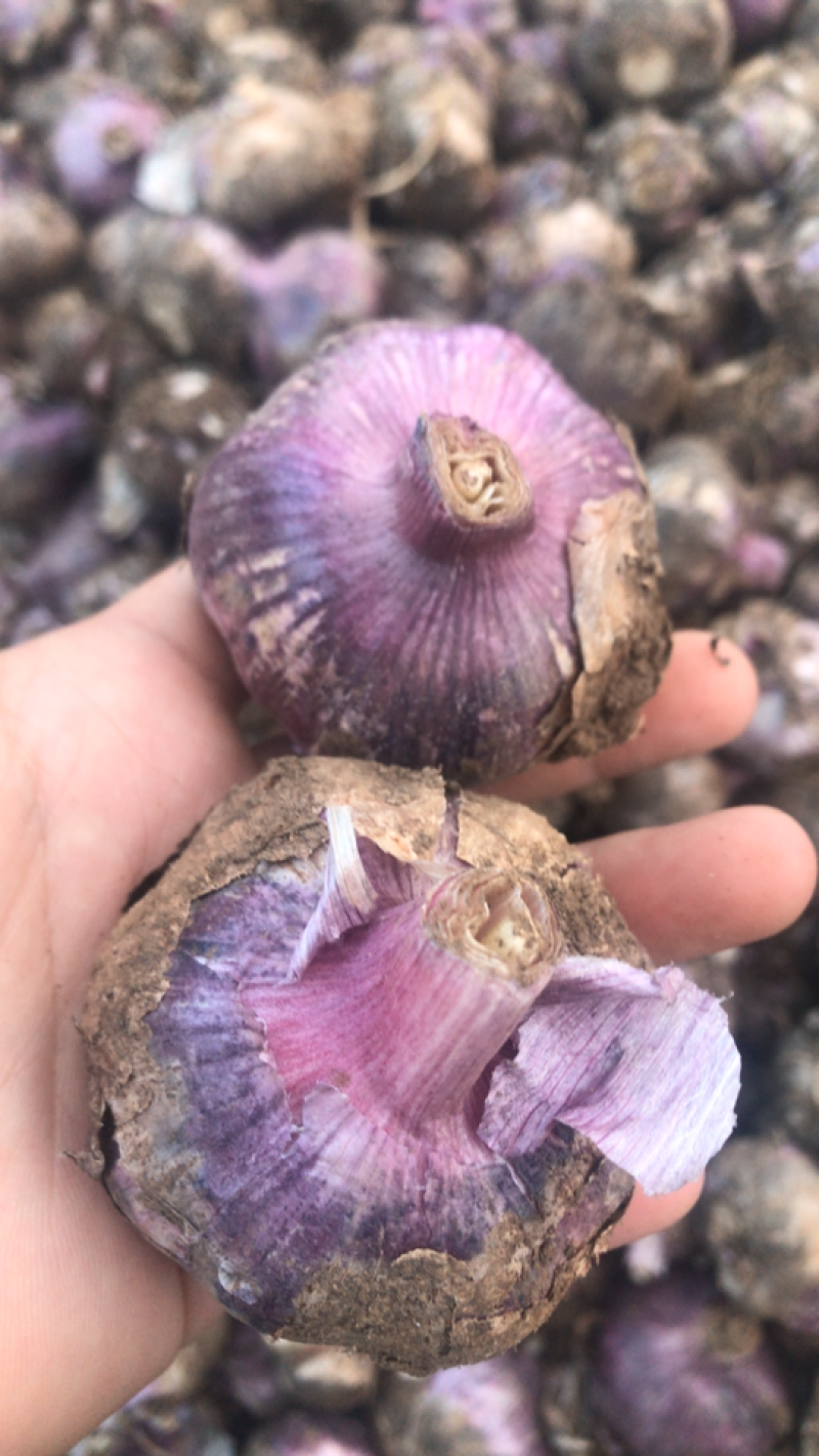 云南紫皮大蒜红蒜独蒜