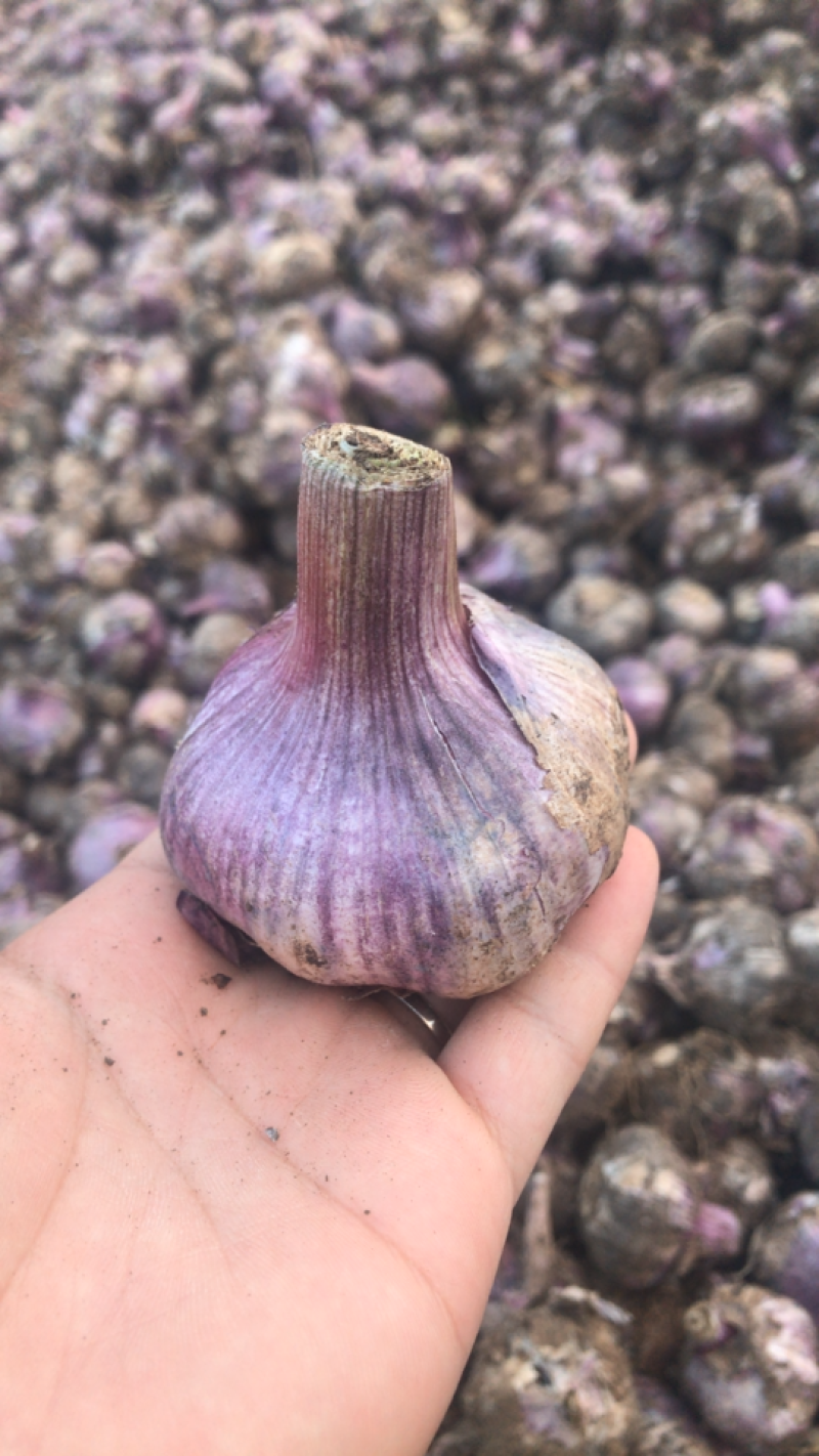 云南紫皮大蒜红蒜独蒜