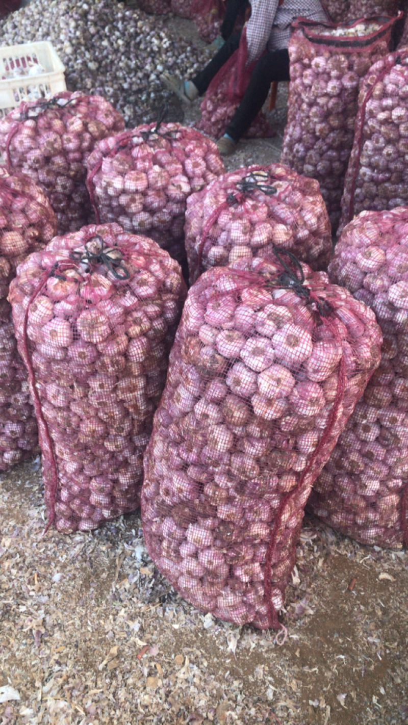 云南紫皮大蒜红蒜独蒜