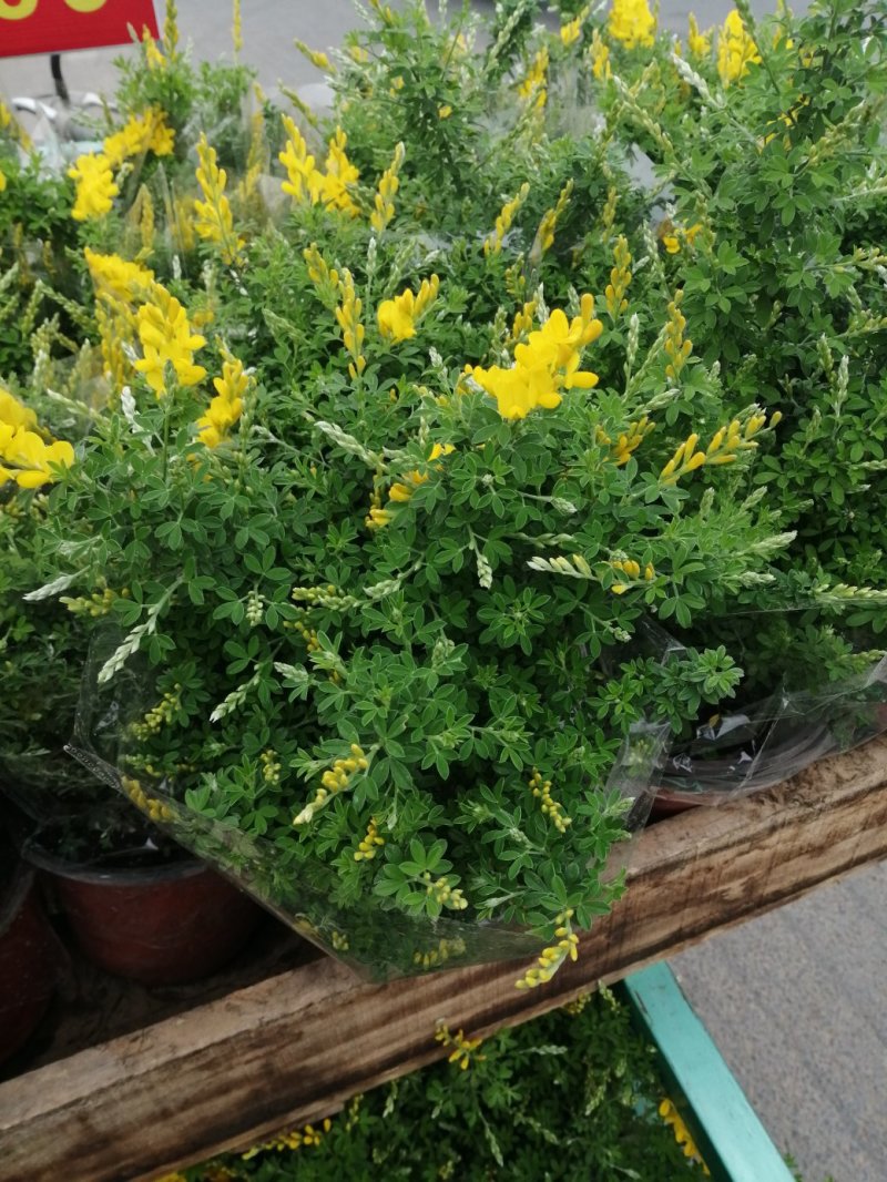 黄金雀金雀花盆栽基地发货品相好货源充足量大优惠欢迎下单