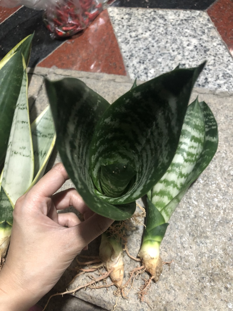 虎皮兰/矮脚虎皮兰/银脉虎皮兰去甲醛防辐射