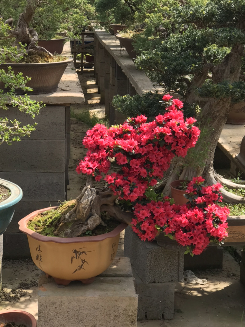 杜鹃万紫千红，映山红盆景，映山红杜鹃，杜鹃盆景
