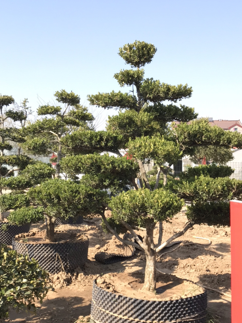 黄杨，小叶黄杨，瓜子黄杨，造型黄杨，黄杨造型树