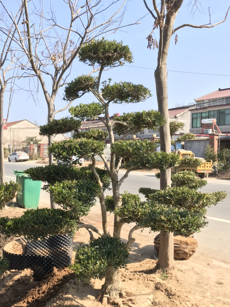 黄杨，小叶黄杨，瓜子黄杨，造型黄杨，黄杨造型树
