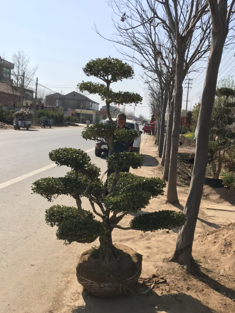 黄杨，小叶黄杨，瓜子黄杨，造型黄杨，黄杨造型树