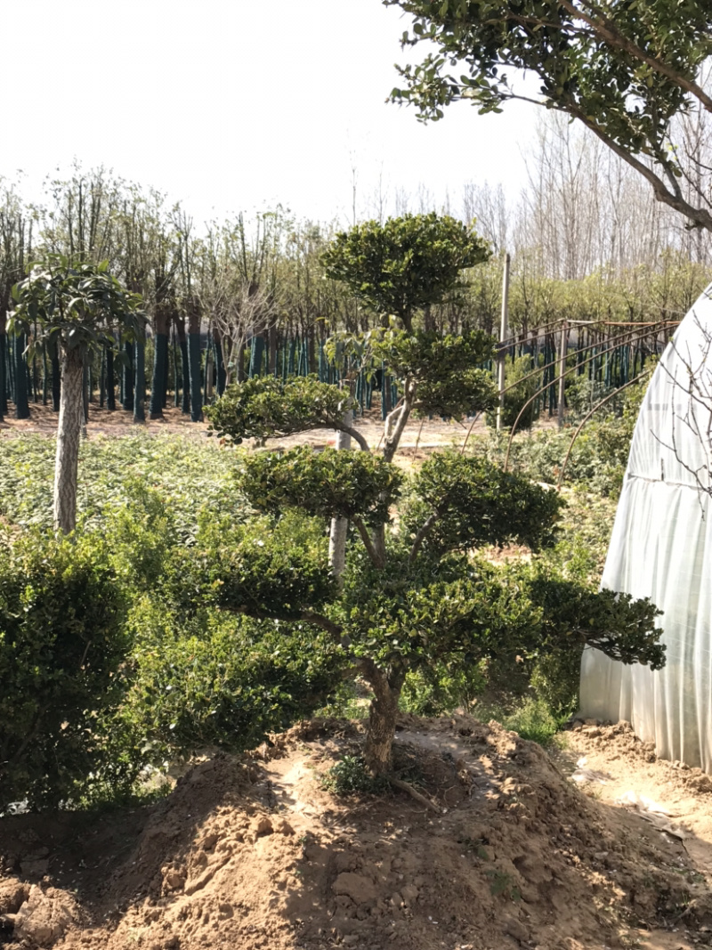 黄杨，小叶黄杨，瓜子黄杨，造型黄杨，黄杨造型树