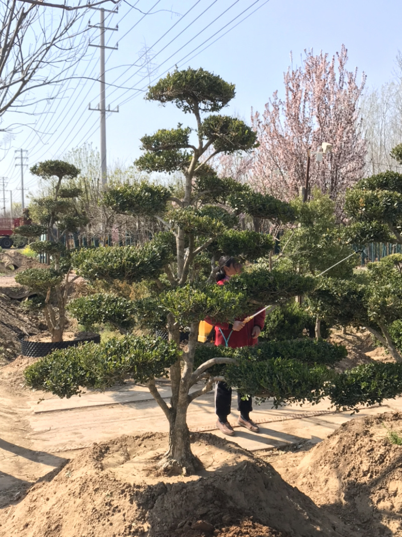 黄杨，小叶黄杨，瓜子黄杨，造型黄杨，黄杨造型树