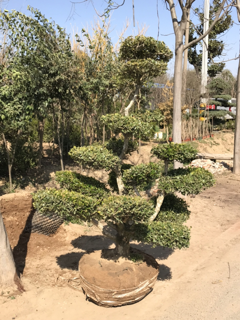 黄杨，小叶黄杨，瓜子黄杨，造型黄杨，黄杨造型树