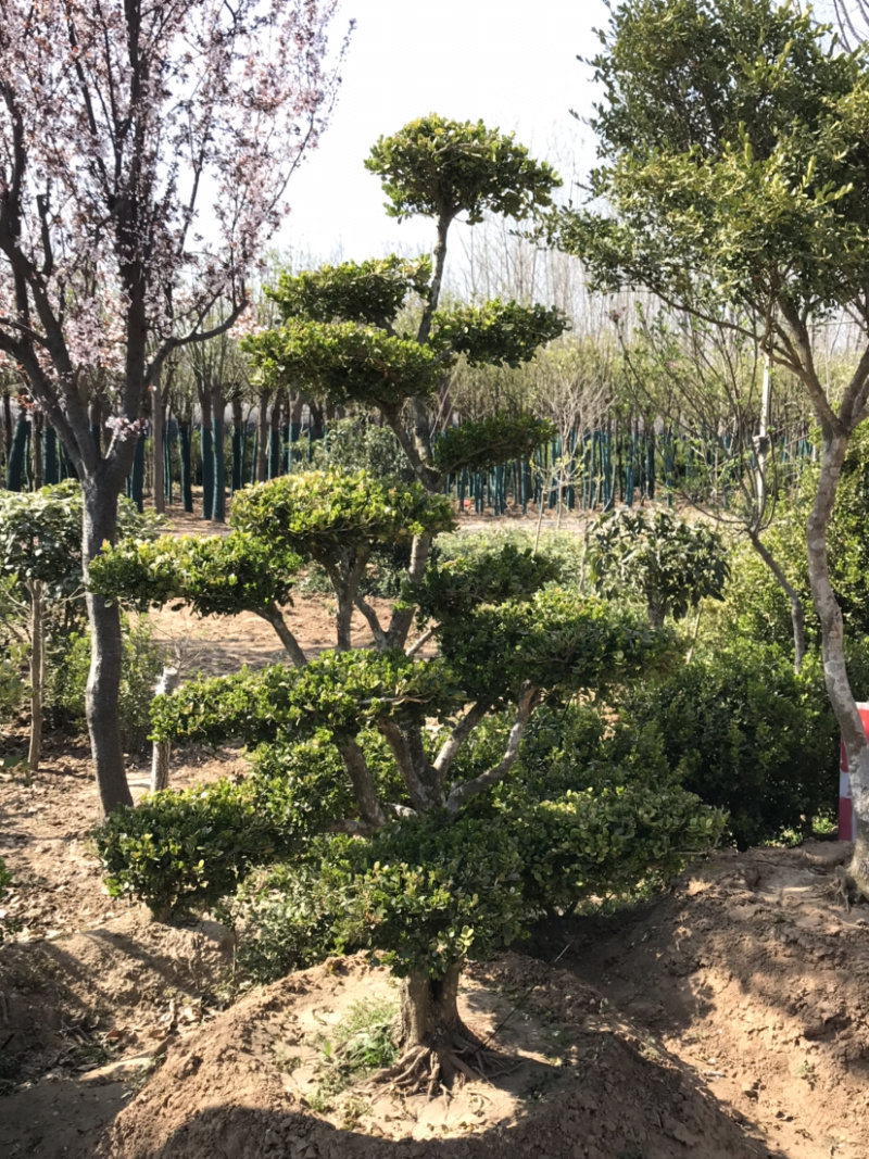 黄杨，小叶黄杨，瓜子黄杨，造型黄杨，黄杨造型树