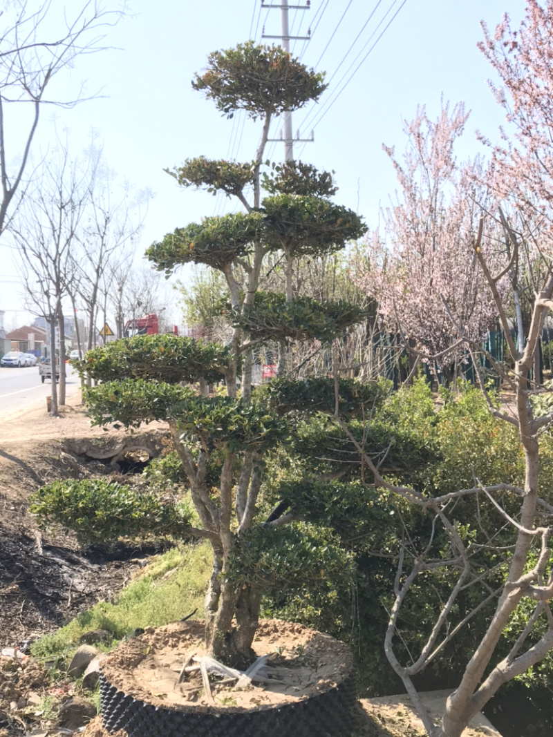 黄杨，小叶黄杨，瓜子黄杨，造型黄杨，黄杨造型树