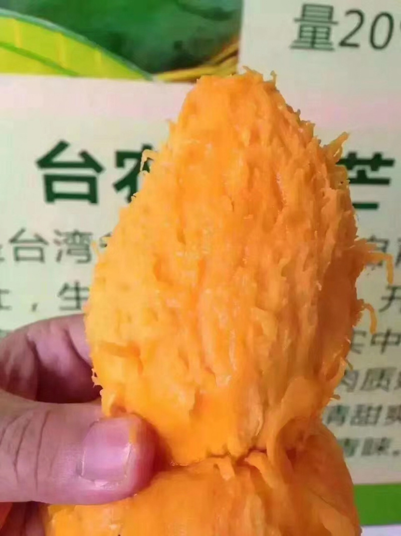 台农芒(一件代发)，蜜糖爆汁型，生果为绿色，熟则金黄色