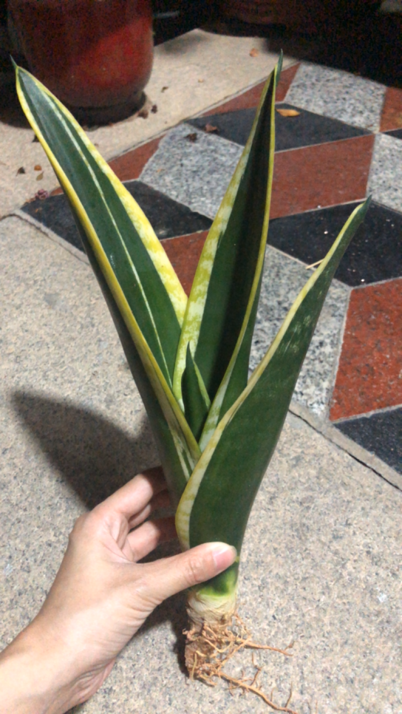 稀有虎皮兰/霸王兰/白雪兰室内植物盆栽花卉