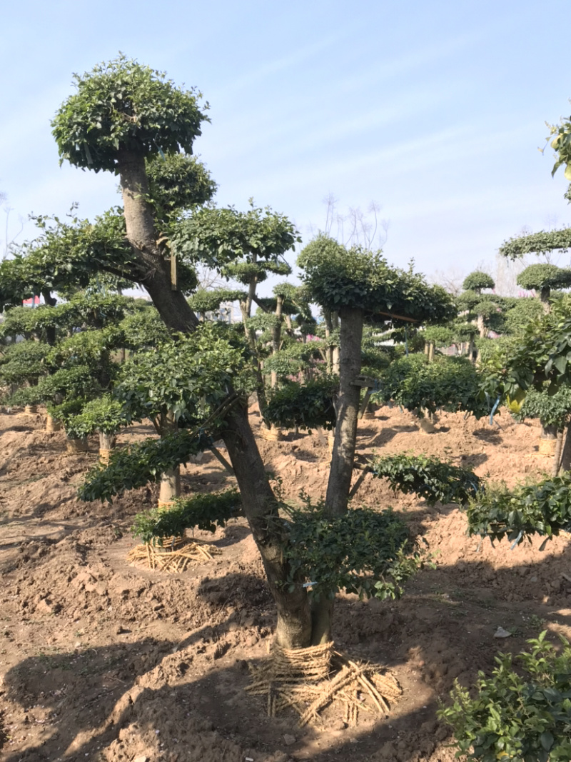 造型女贞，小叶女贞造型树，女贞地景树，造型小叶女贞