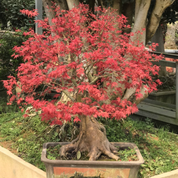 日本红枫，日本红枫盆景，红枫盆景，红枫地景，红枫树