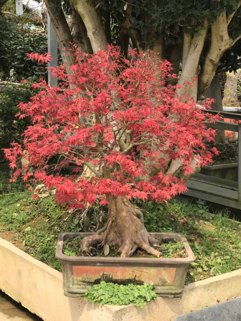 日本红枫，日本红枫盆景，红枫盆景，红枫地景，红枫树
