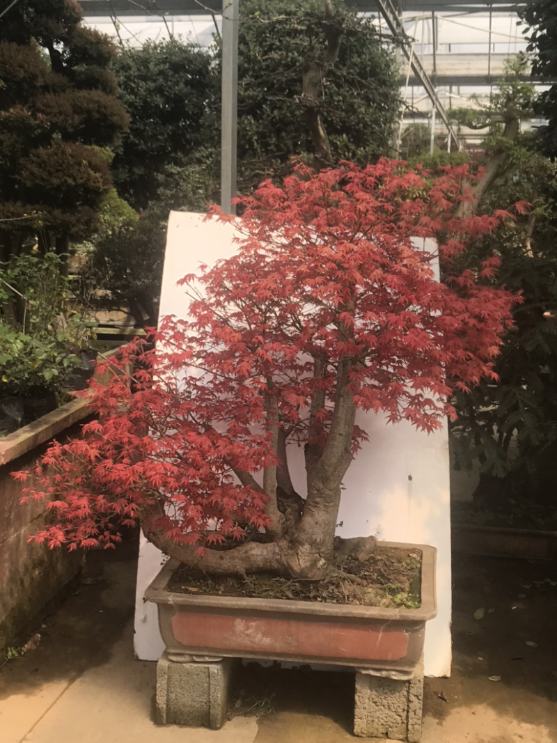 日本红枫，日本红枫盆景，红枫盆景，红枫地景，红枫树
