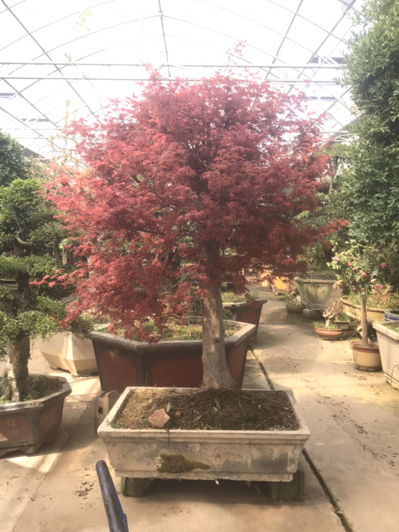 日本红枫，日本红枫盆景，红枫盆景，红枫地景，红枫树