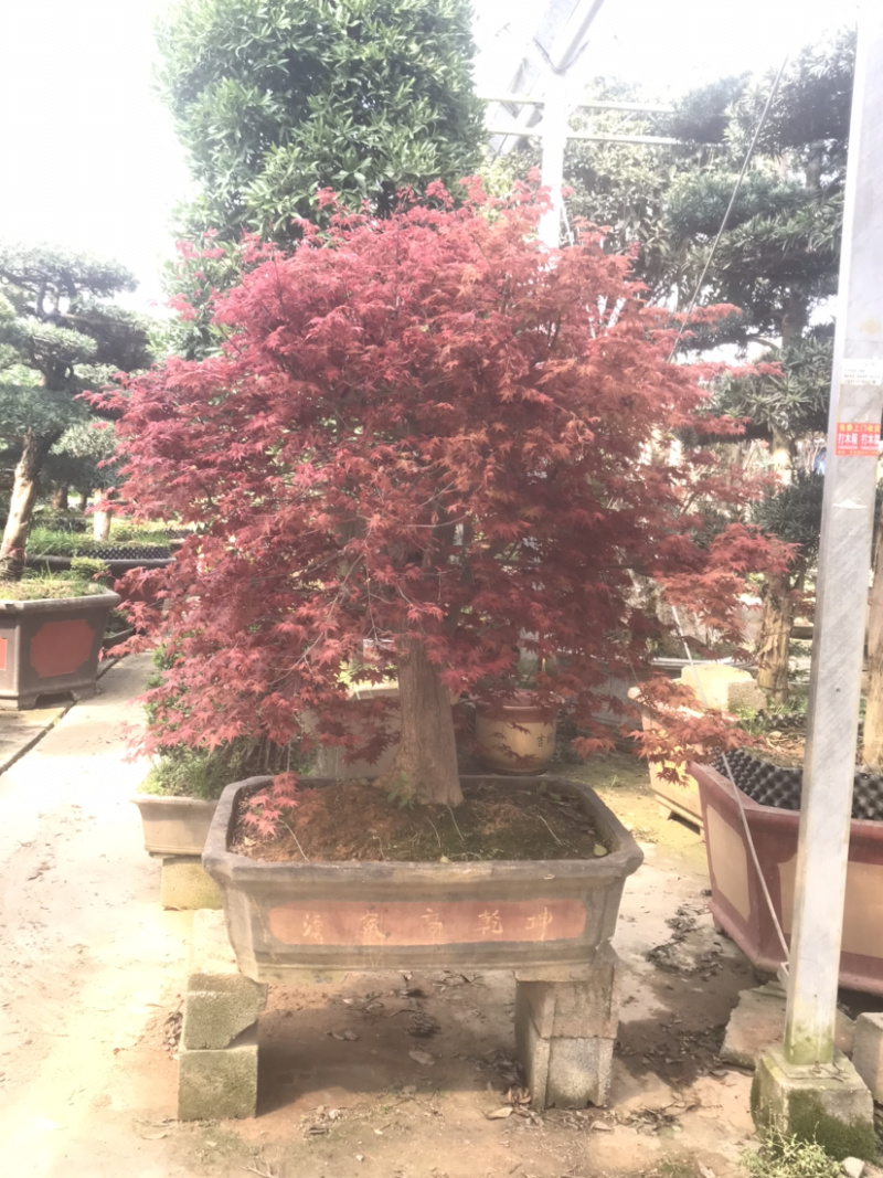 日本红枫，日本红枫盆景，红枫盆景，红枫地景，红枫树