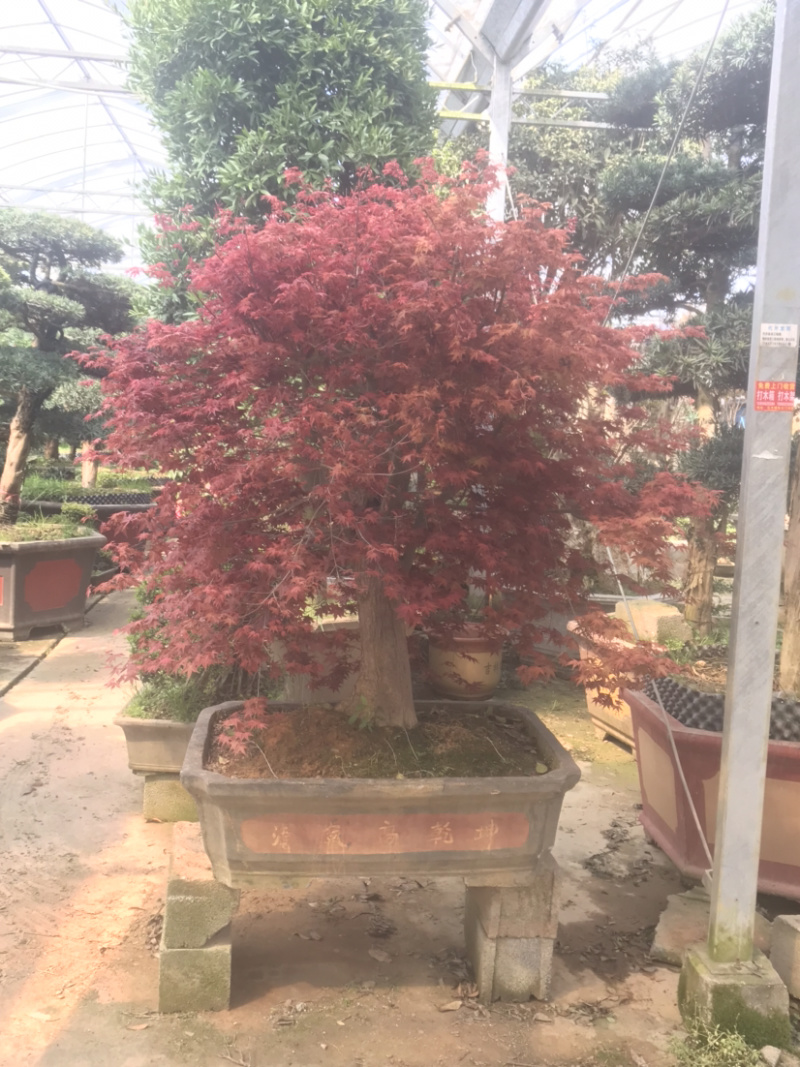 日本红枫，日本红枫盆景，红枫盆景，红枫地景，红枫树