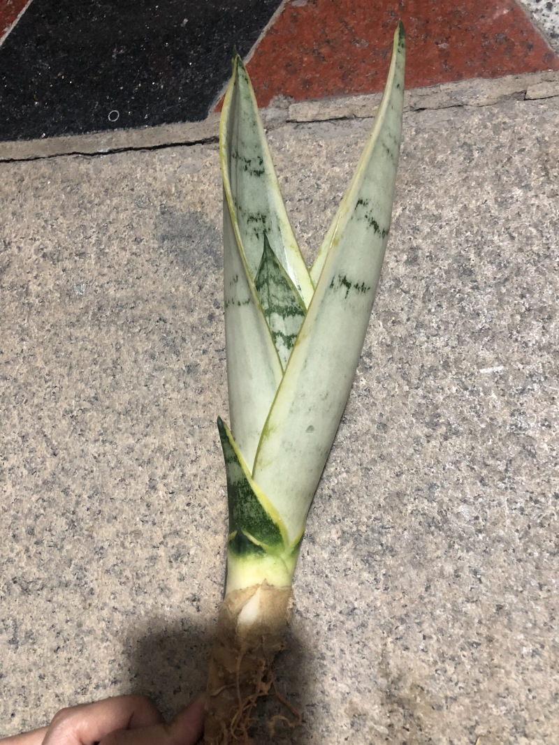 稀有虎皮兰/霸王兰/白雪兰室内植物盆栽花卉