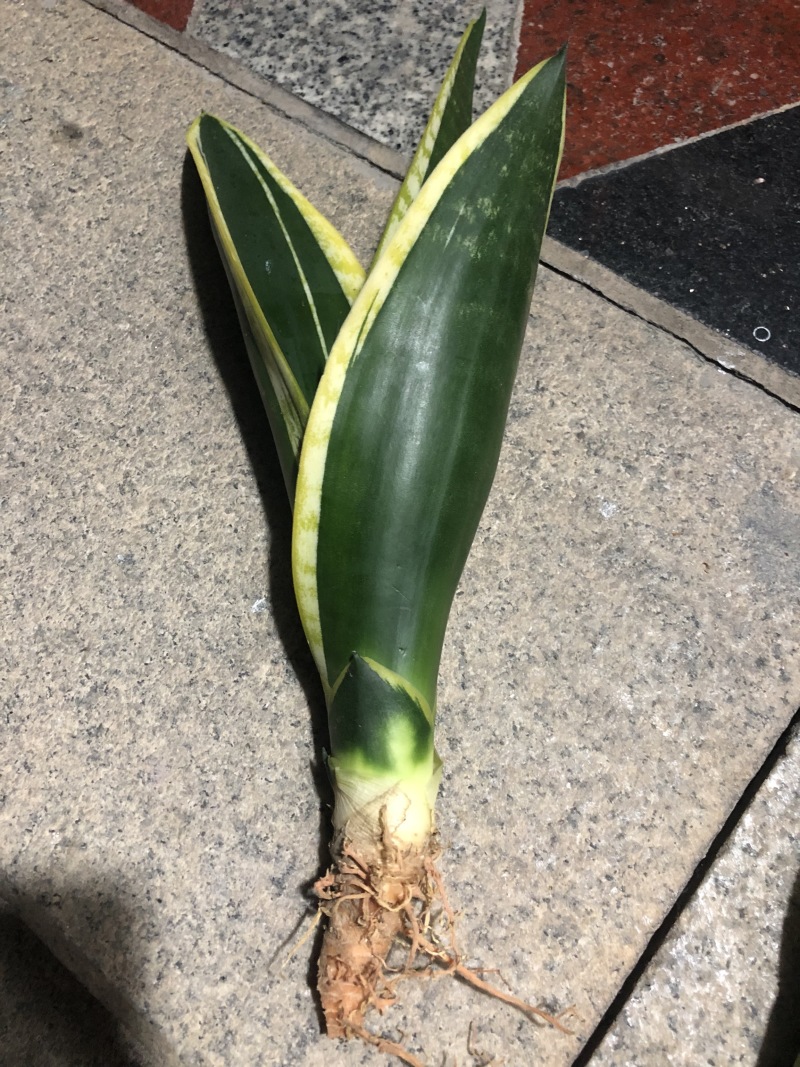 稀有虎皮兰/霸王兰/白雪兰室内植物盆栽花卉