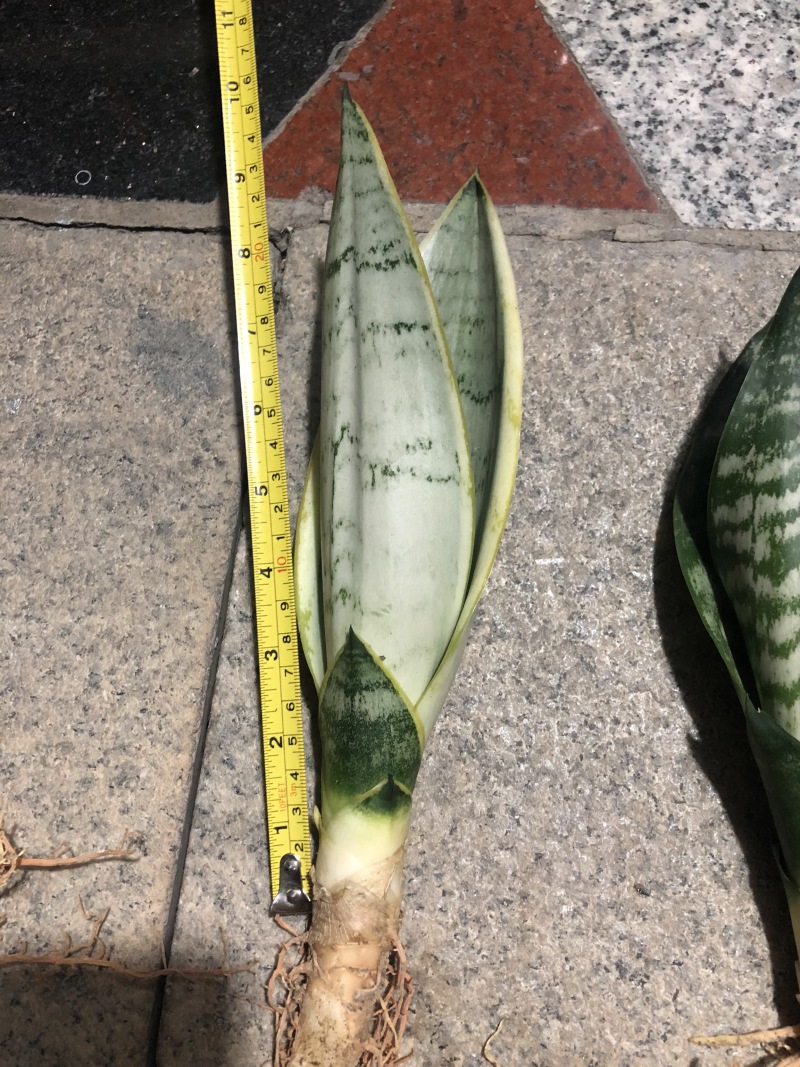 稀有虎皮兰/霸王兰/白雪兰室内植物盆栽花卉