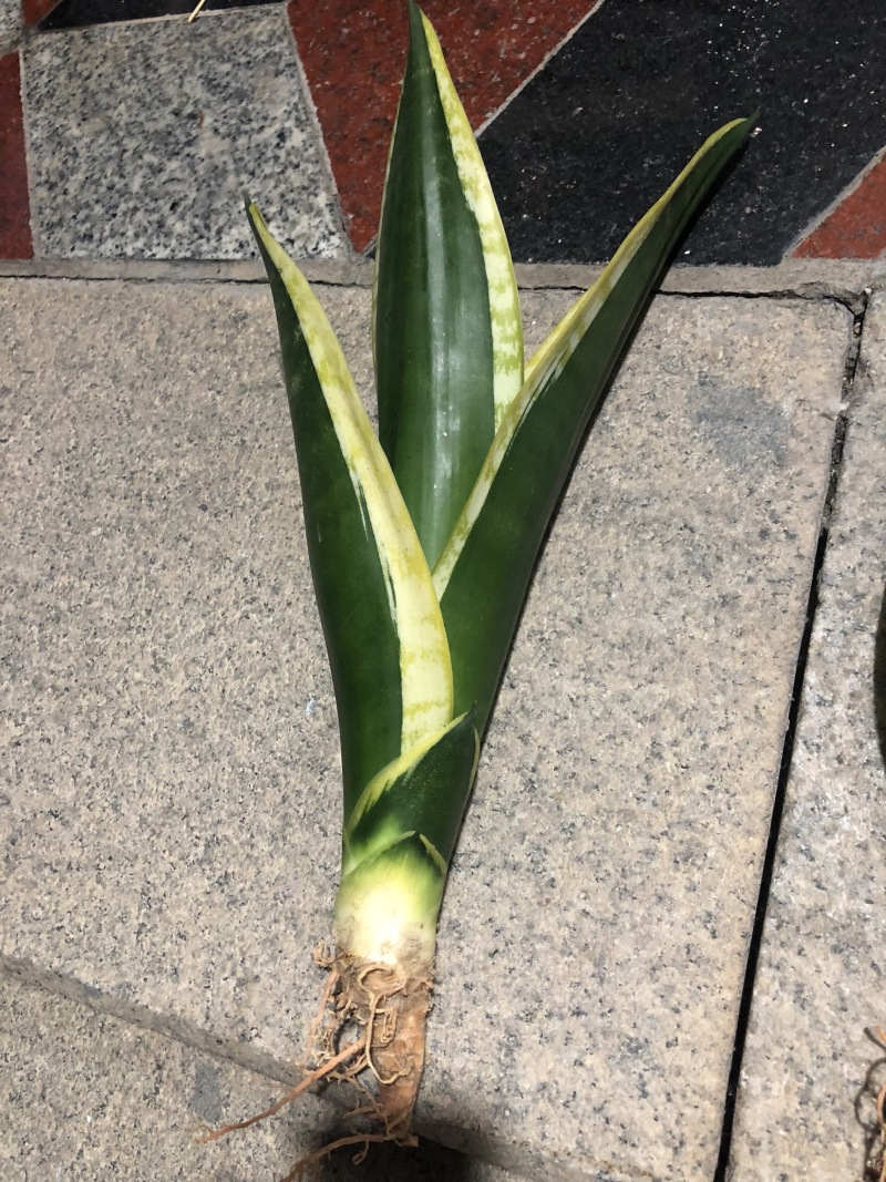 稀有虎皮兰/霸王兰/白雪兰室内植物盆栽花卉