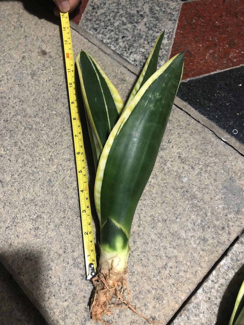 稀有虎皮兰/霸王兰/白雪兰室内植物盆栽花卉