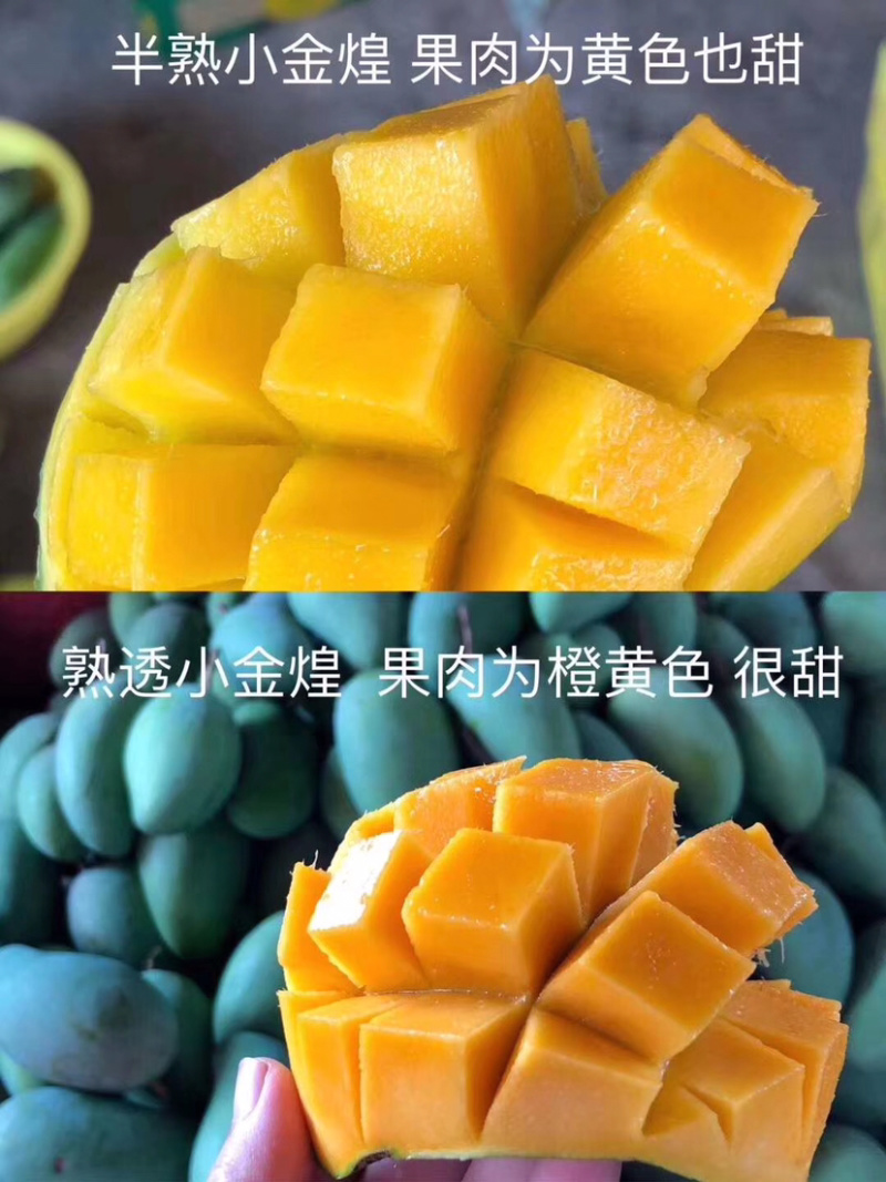 金煌芒，非常的清甜爽口，果肉Q弹，肉厚核薄，无茎无丝