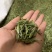 福鼎白茶