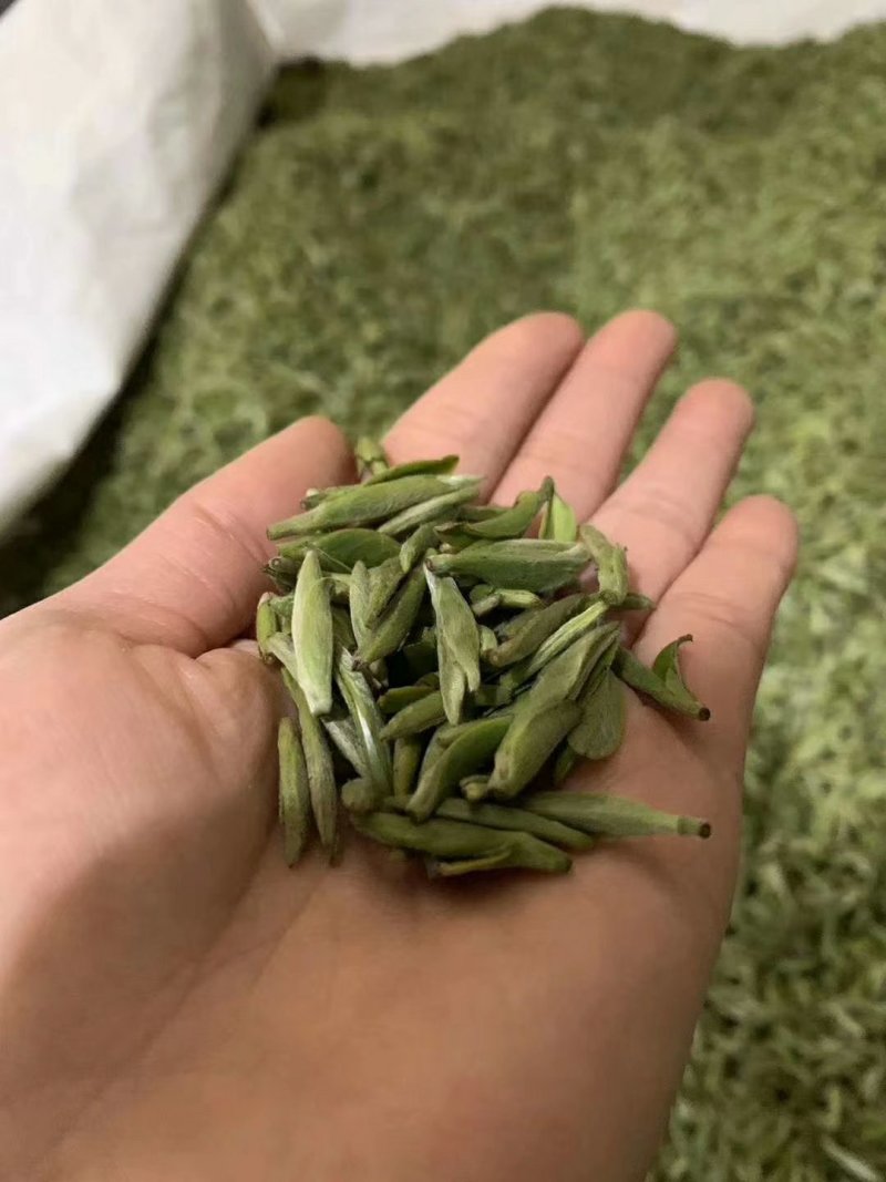 福鼎白茶