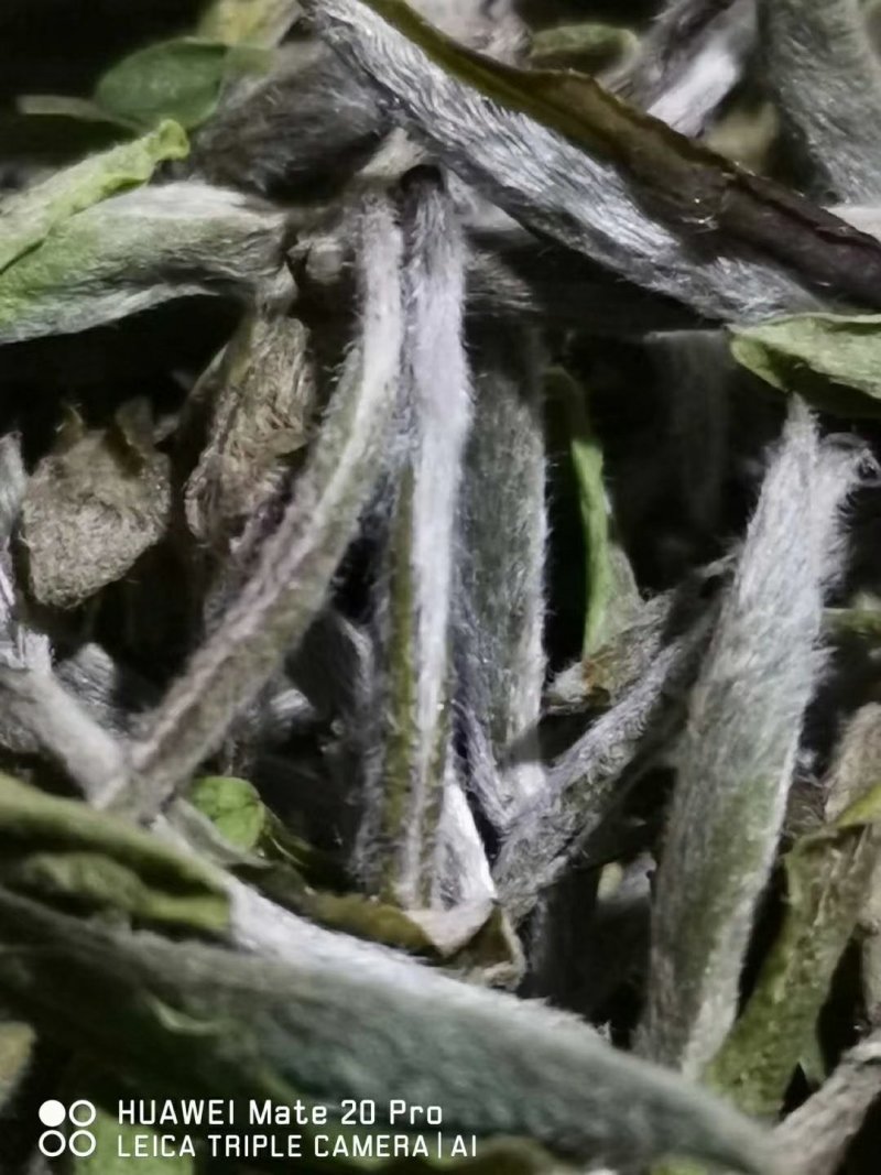 福鼎白茶
