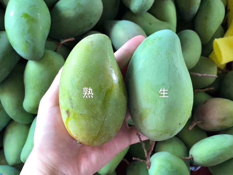 金煌芒，非常的清甜爽口，果肉Q弹，肉厚核薄，无茎无丝
