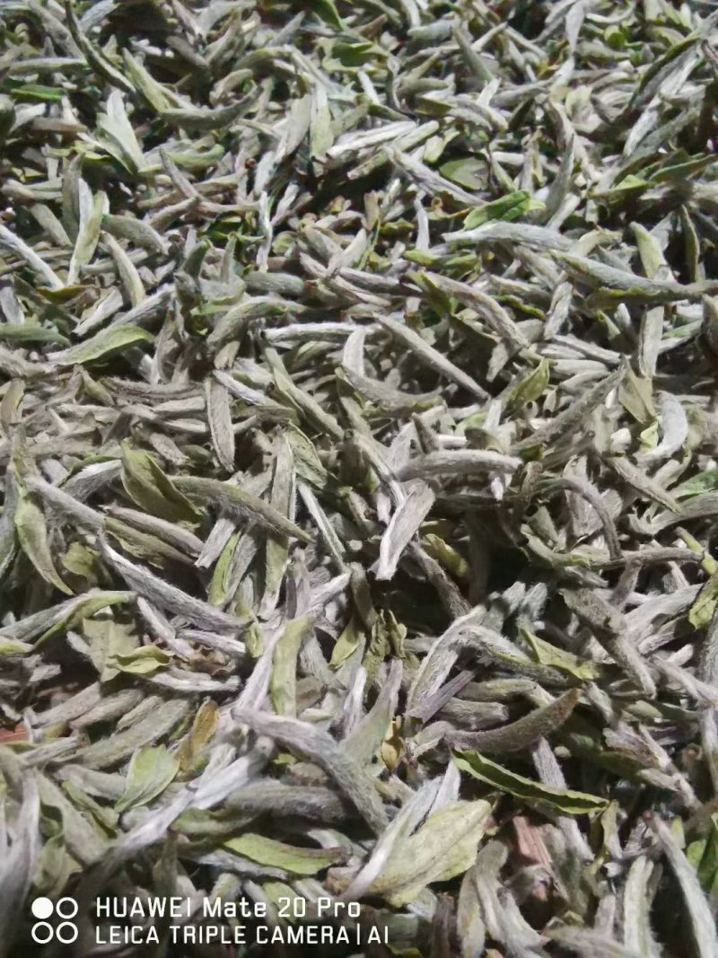 福鼎白茶