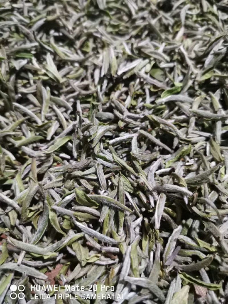 福鼎白茶
