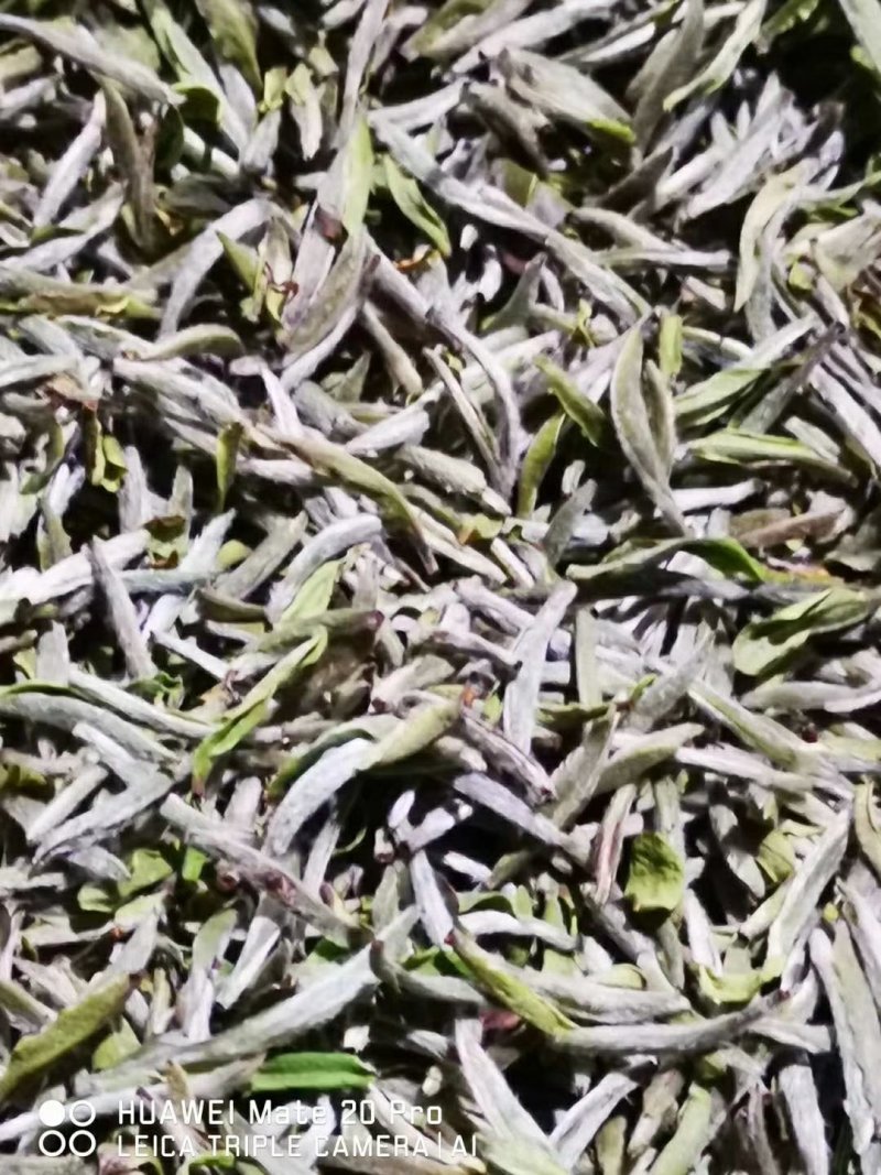 福鼎白茶