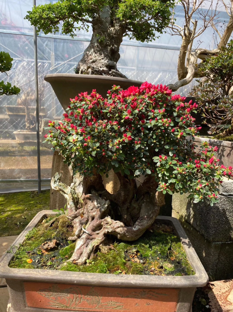 映山红，杜鹃花盆景，杜鹃花古桩，映山红盆景