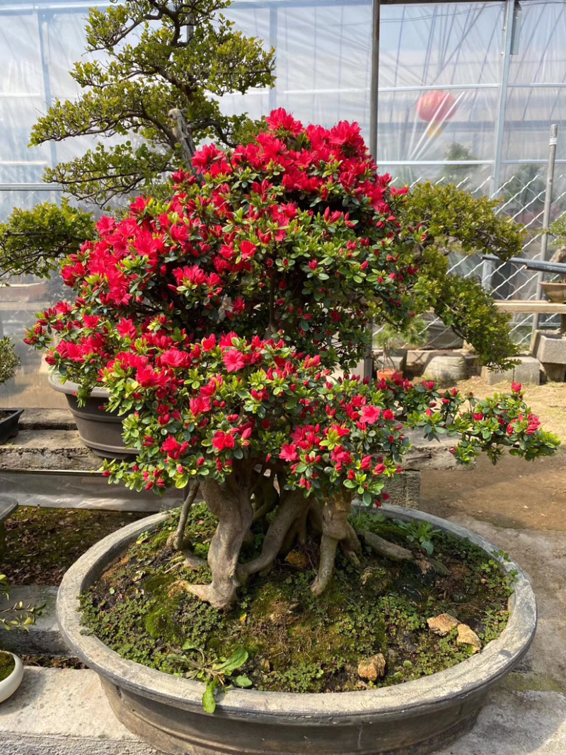 映山红，杜鹃花盆景，杜鹃花古桩，映山红盆景