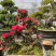 映山红，杜鹃花盆景，杜鹃花古桩，映山红盆景